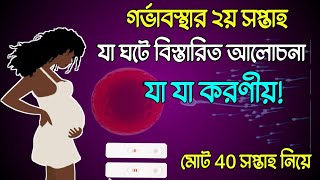 গর্ভাবস্থায় দ্বিতীয় সপ্তাহে যা যা ঘটে বিস্তারিত আলোচনা এবং যা যা করণীয়। second week of pregnancy [upl. by Krilov710]