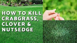 How to Kill Crabgrass Nutsedge amp Clover in the Lawn  Weed Control Like a Pro [upl. by Aryl]