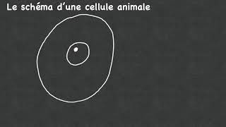 Schéma cellule animale  Biologie 4ScB [upl. by Nnylf]