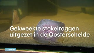 Gekweekte stekelroggen uitgezet in de Oosterschelde  RTL NIEUWS [upl. by Casaleggio268]