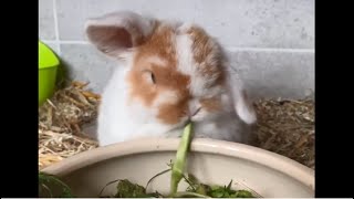 Baby Holland Lop Rabbits Eating Salad Calmly [upl. by Nyrrek]