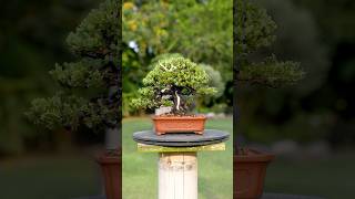 Juniperus Procumbens Nana Shohin Bonsai 🌿😍☀️ bonsai i [upl. by Naloj]