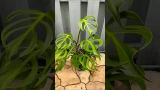 Monstera plant ♧ red banana milenge hum nahi [upl. by Nichola]