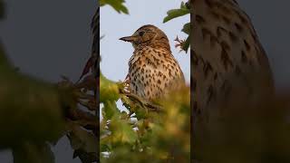 Song Thrush Singing  Bird Songs and Calls [upl. by Yramesor]