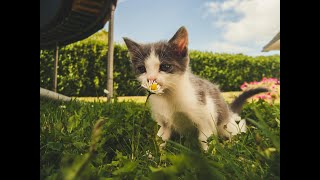 Documentaire  quotLes Premiers Pas du Chaton  Un Voyage dans le Monde des Jeunes Félinsquot [upl. by Stanislaus]