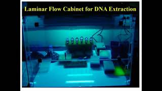 Steps of CTAB Protocol DNA Extraction [upl. by Laban541]