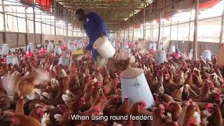 De Heus Farm Up Tutorial Layers feeding management [upl. by Atnas]