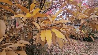 Quercus castaneifolia Green Spire dub kaštanolistý [upl. by Gierk]