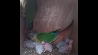 Breeding Green Cheeked Conures Part 2 Hatching amp Putting Closed Rings ⭕️ [upl. by Ennazus]