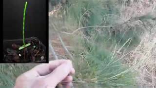 Growing Casuarina from Seed Sheoak [upl. by Nairod138]