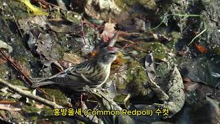 2023 홍방울새 Common Redpoll [upl. by Yrotciv]