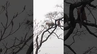 Leopard up the tree with duiker kill trending trending trending trending wildlife animals [upl. by Circosta]