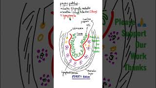 What is Peyers PatchesLocation of Peyers Patches youtubeshorts shorts immune [upl. by Marduk]