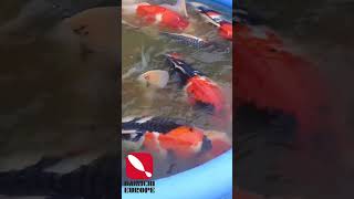 Showa Sansai Ernte Japan Dainichi Koi Farm [upl. by Nylahsoj]