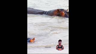 Hippos Save Wildebeest from Crocodiles [upl. by Roswell]