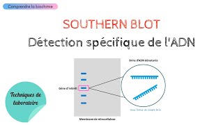 Détection spécifique de lADN par SOUTHERN BLOT  Biochimie Facile [upl. by Ianthe]