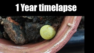 Lithops bromfieldii var sulphurea C362 1 year timelapse [upl. by End144]