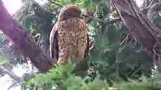 cry of a juvenile Redshouldered Hawk [upl. by Onifur]