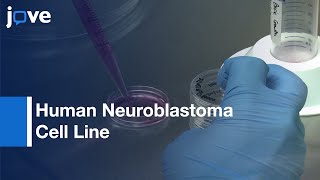 Human Neuroblastoma Cell Line [upl. by Farwell]