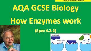 How Enzymes work [upl. by Melnick]