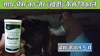 Use Veterinary Ropitas bolus  Cattle Remove placenta  पशुओं का जेर खेड़ी फस गया कैसे निकालें [upl. by Namharludba]