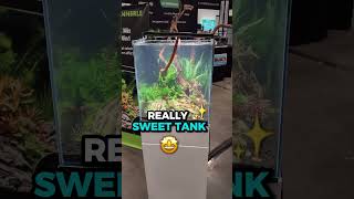 10 Gallon Aquarium Ideas with Dragon Stone [upl. by Qooraf]