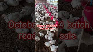 October 2024 batch ready for sale poultry animalhusbandry farming chicken chickenfeed [upl. by Regor]