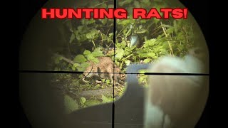 Shooting rats at the chicken coop [upl. by Casandra]