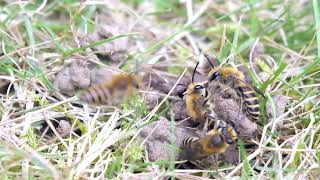 Ivy Mining Bees Colletes hederae in the lawn during September 2024 [upl. by Adnaluy]