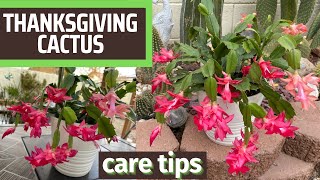 Thanksgiving Cactus How I Care for It  Schlumbergera truncata [upl. by Fortna]