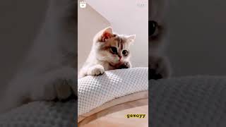 kucing gemoyyy shortvideo cat kucinglucu fyp [upl. by Naujahs]