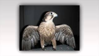 الصقر الوكري  Lanner Falcon  عالم الحيوان [upl. by Camille24]