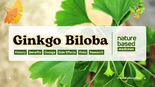 Ginkgo Biloba Maidenhair tree Health Benefits Dosage Side Effects and Research ginkgobiloba [upl. by Ettennahs345]