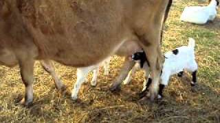 Our cow Bambi feeding Baby goats [upl. by Neyu740]