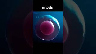 Mitotic and Meiotic Cell Division  Full Guide  Biology Simplified [upl. by Whitelaw581]