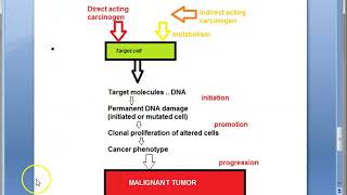 Pathology 190 b Chemical Carcinogenesis Mechanism Neoplasm [upl. by Assertal]