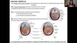 Cavidades Corporales Sistema Digestivo  FSH 2 [upl. by Vilberg902]