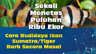 CARA BUDIDAYA IKAN SUMATRA TIGER BARB SECARA MASAL [upl. by Pudendas305]