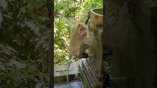 Drinking time in Ubud Monkey sanctuary [upl. by Ardnuasac]