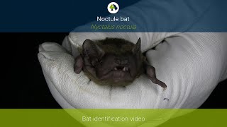 Noctule Nyctalus noctula identification training video [upl. by Jeff]