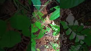 wild Adiantum pedatumfern indoor plant indoorplants viralvideo trendingshorts youtubeshorts [upl. by Modla176]