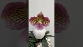 Paphiopedilum Micrantum Var Eburneum [upl. by Chen]