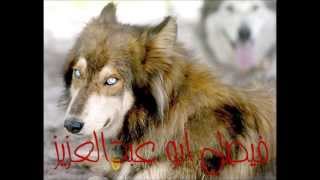 Wolf sounds  صوت الذئب [upl. by Terzas]