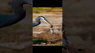 The Ardeidae family of herons includes the great blue heron a huge wading bird🐦 shorts blackheron [upl. by Shelby]