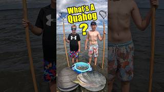 How to dig for clams Quahog Rhode Island [upl. by Wilder]