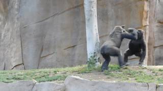 Gorillas Fighting at Safari Park [upl. by Tucker]