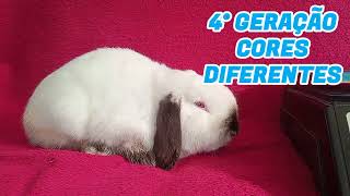 MINI LOP  HOLLAND LOP [upl. by Anchie]