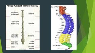 IVDP  Intervertebral Disc Prolapse  definition etiology diagnostic studies management [upl. by Iago]