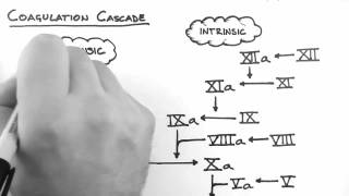 Haemostasis 2  Coagulation Cascade [upl. by Feinleib]