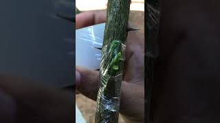 Grafting an Orange Branch onto a Lemon Tree EP031 graftingtechniques graft [upl. by Alwitt114]